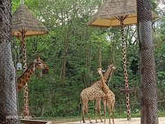 -深圳野生动物园