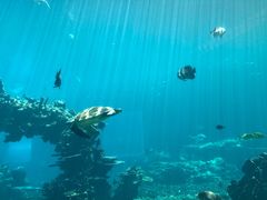 -海棠湾洲际-涛·海底餐厅·美人鱼·自助餐·海底隧道