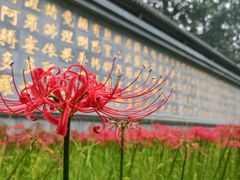 -西安大兴善寺