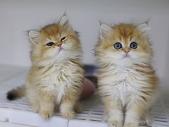 -lincat·猫舍(广州店)