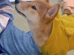 -逗柴咖啡屋·狗咖猫咖宠物桌游