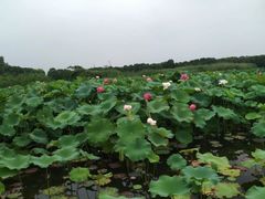 -荷塘月色湿地公园·向阳花洲