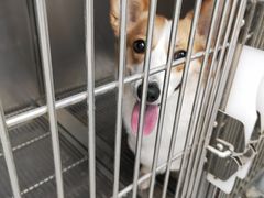 -宠福鑫康馨动物医院·骨科·眼科