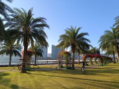 -野狸岛