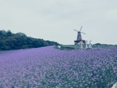 -大塘金香草谷