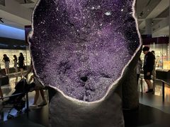 -美国自然历史博物馆