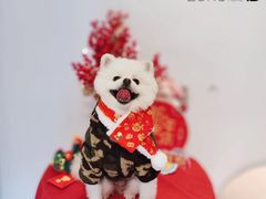 -佐罗家宠物馆·猫文化馆(紫霞路店)