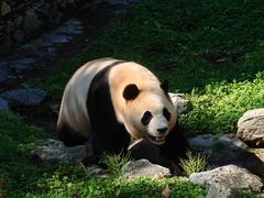 -卧龙中华大熊猫苑神树坪基地