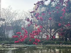 -木塔寺遗址生态公园