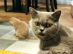 -猫小院猫主题餐厅(三里屯店)