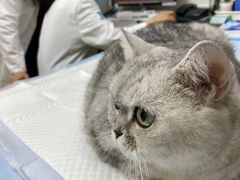 -美联众合动物医院·24h转诊中心