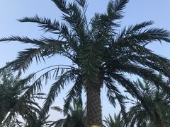 -紫薇公园