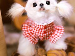 -萌宠之家·腊肠犬·马尔泰·小体犬舍