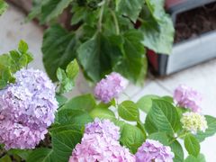 -肖炮现炸酥肉(解放碑店)