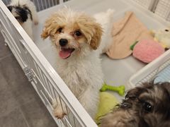 -有喵·猫咖·狗咖·40+猫狗有小奶狗(岗厦店)