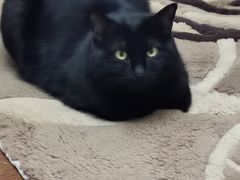 -纳吉亚猫专科动物诊疗中心(蒋宅口分院)