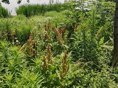 -野芷湖(地铁站)