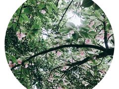 -武汉大学-樱园