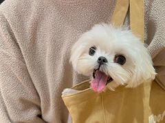 -萌宠之家·腊肠犬·马尔泰·小体犬舍