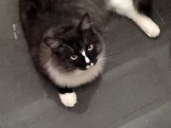 -爱诺耐芙动物医院(万博店)