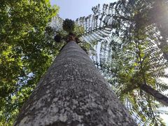 -中国科学院西双版纳热带植物园