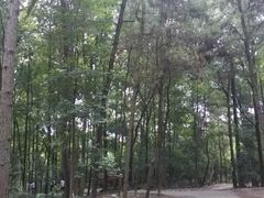 -铁山坪森林公园