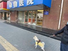 -全心全意连锁动物医院·微创中心·内科急重症·心脏专科(丰管路店)