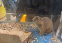 -神奇动物撸宠馆·羊驼·小浣熊·异宠(豫园店)