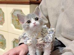 -山宅一喵德文卷毛猫舍