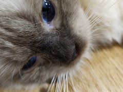 -藏猫猫咖啡主题馆(中央大道店)