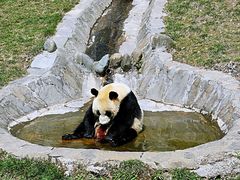 -卧龙中华大熊猫苑神树坪基地