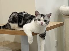 -有喵·猫咖·狗咖·30几只猫10只小狗(岗厦店)