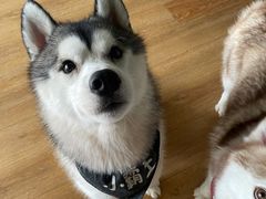 -Husky Go! 哈士奇体验馆·宠物咖啡厅狗咖