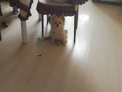 -波姐宠物家庭寄养
