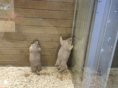 -龟与熊猫宠物公园(南坪店)
