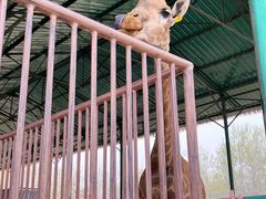-秦皇岛野生动物园
