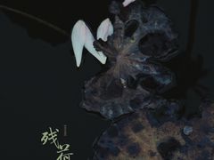 -惠州西湖丰渚园