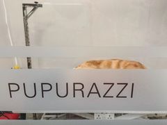 -帕帕拉兹宠物(亚洲旗舰店)