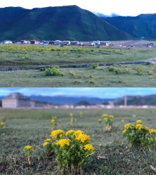 -纳帕海依拉草原