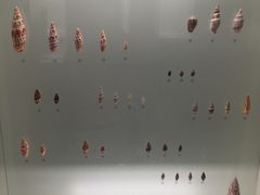 -青岛贝壳博物馆