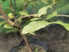 -上海大自然野生昆虫馆(东方明珠·爬宠昆虫探索中心)