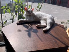 -豆逗聊愈猫阁Easy Life