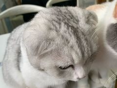 -喵的天空名猫咖啡馆·撸猫·猫舍·用品