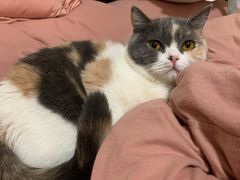 -喵zoo家庭繁育猫舍(尖东智能花园店)