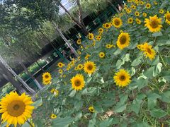 -长白岛森林公园