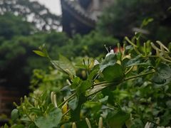 -龙华寺