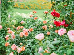 -点都德(广州白云山景区南门店)