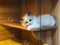 -猫十亿·布偶金渐层·曼基康矮脚猫舍(青年路店)