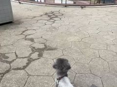 -帕帕拉兹宠物(亚洲旗舰店)