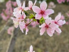 -广州市流溪河国家森林公园